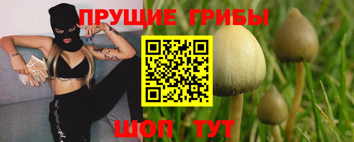 Псилоцибиновые грибы Psilocybine cubensis Михайловск